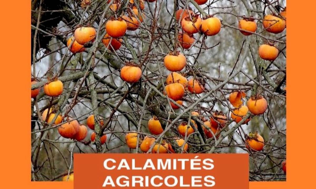 Gel avril 2021 - Calamités agricoles - reconnaissance