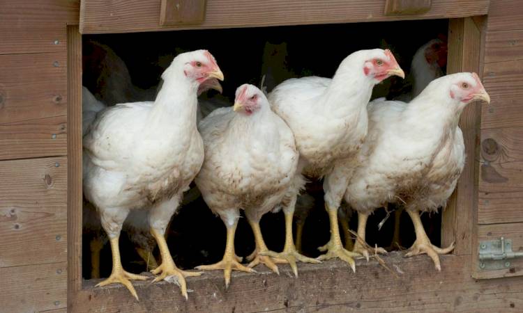 La Préfecture nous informe : influenza aviaire