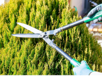 Rappel des obligations de taille et d’élagage