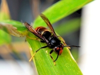 300 pièges à frelons distribués : l’opération a fait le buzzzzzzzzzz 300 pièges à frelons distribués : l’opération a fait le buzzzzzzzzzz