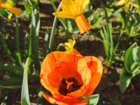 Amoureux des tulipes : Bollène se pare de couleurs Amoureux des tulipes : Bollène se pare de couleurs