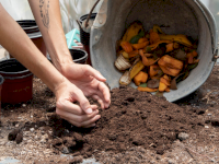 23 mai : Distribution gratuite de compost aux Rollandines