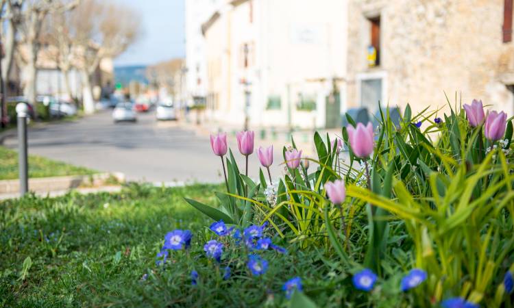Le printemps fleurit à Bollène !
