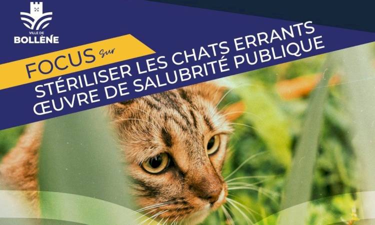 Focus - Conseil Municipal du 22 avril - Stérilisation des chats errants