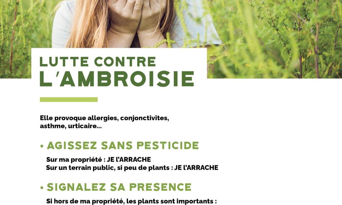 L'ambroisie, une plante dangereuse pour la santé !
