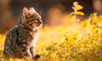 Campagne de stérilisation des chats errants Campagne de stérilisation des chats errants