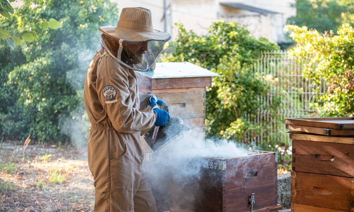 La ville s'engage dans la protection des abeilles et récolte du miel MADE IN BOLLENE