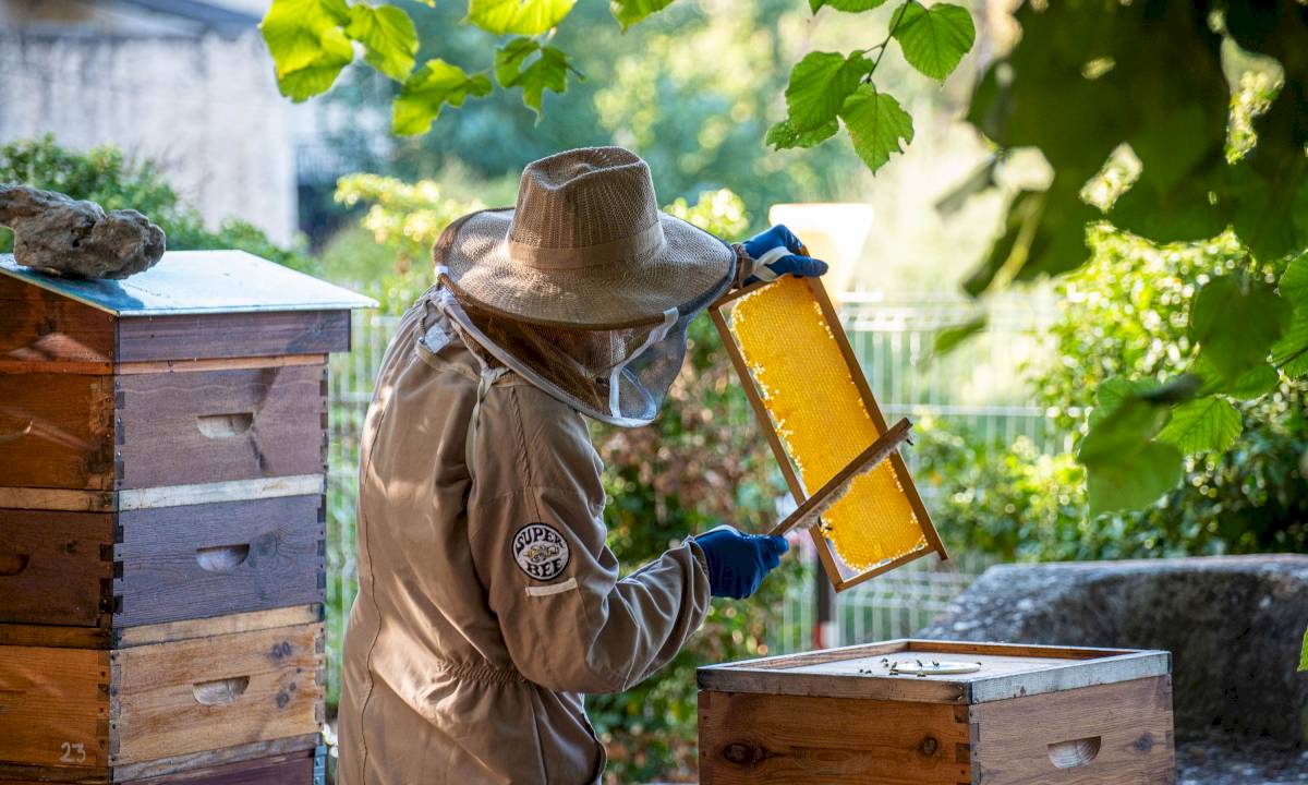 La ville s'engage dans la protection des abeilles et récolte du miel MADE IN BOLLENE