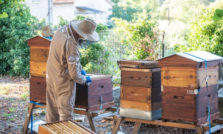 La ville s'engage dans la protection des abeilles et récolte du miel MADE IN BOLLENE