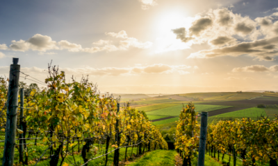 Domaine de Saint Aries Domaine de Saint Aries