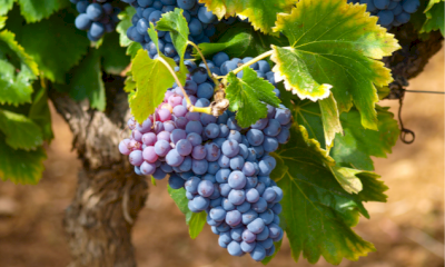 Saint julien de l'Embisque Saint julien de l'Embisque