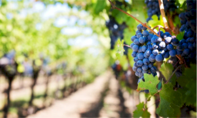 Château de la croix Chabrières Château de la croix Chabrières